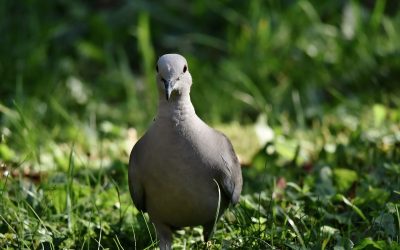 Miért ütköznek madarak az ablakoknak