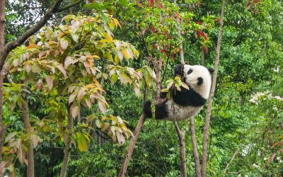 Pandaikrek születtek Hongkongban
