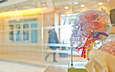 Neuroplaszticitás és az agy regenerálódási képessége