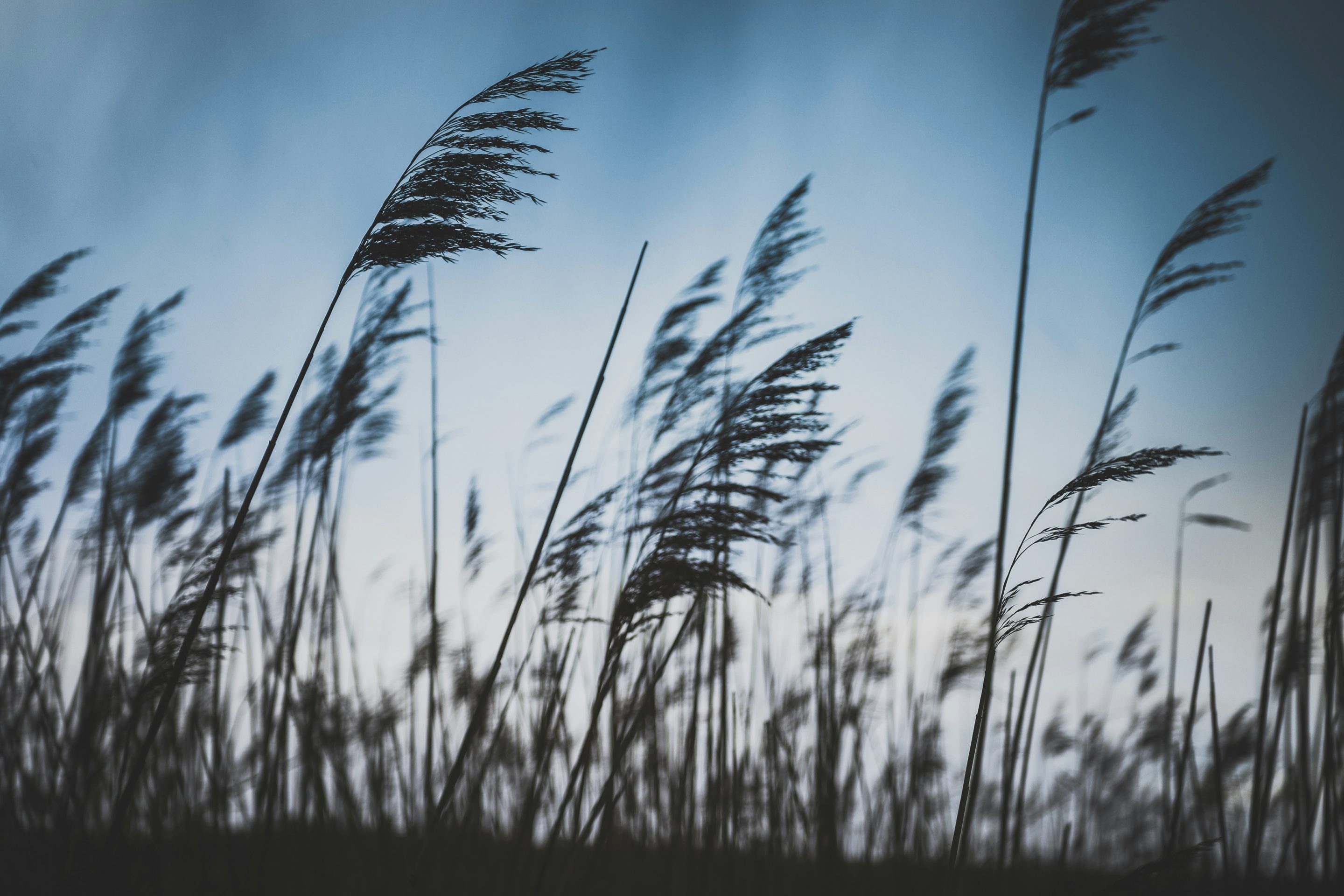 joshua-fuller-9Ng6mvu7ZNg-unsplash
