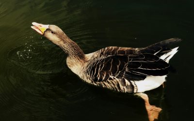 Libafesztivált rendeznek Kiskunfélegyházán